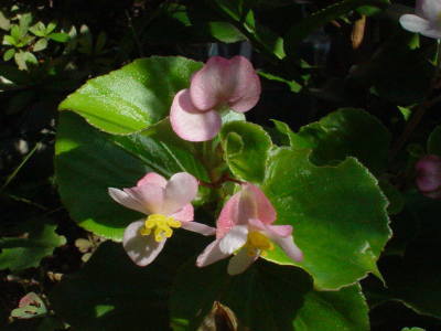 xSjA@Begonia