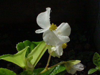 xSjA@Begonia