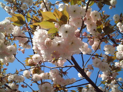 䉮