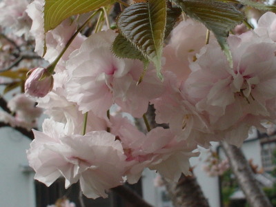 䉮