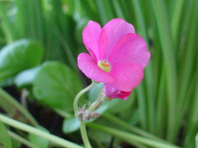 ILUX